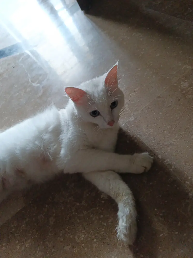 white female persian cat — photo 3
