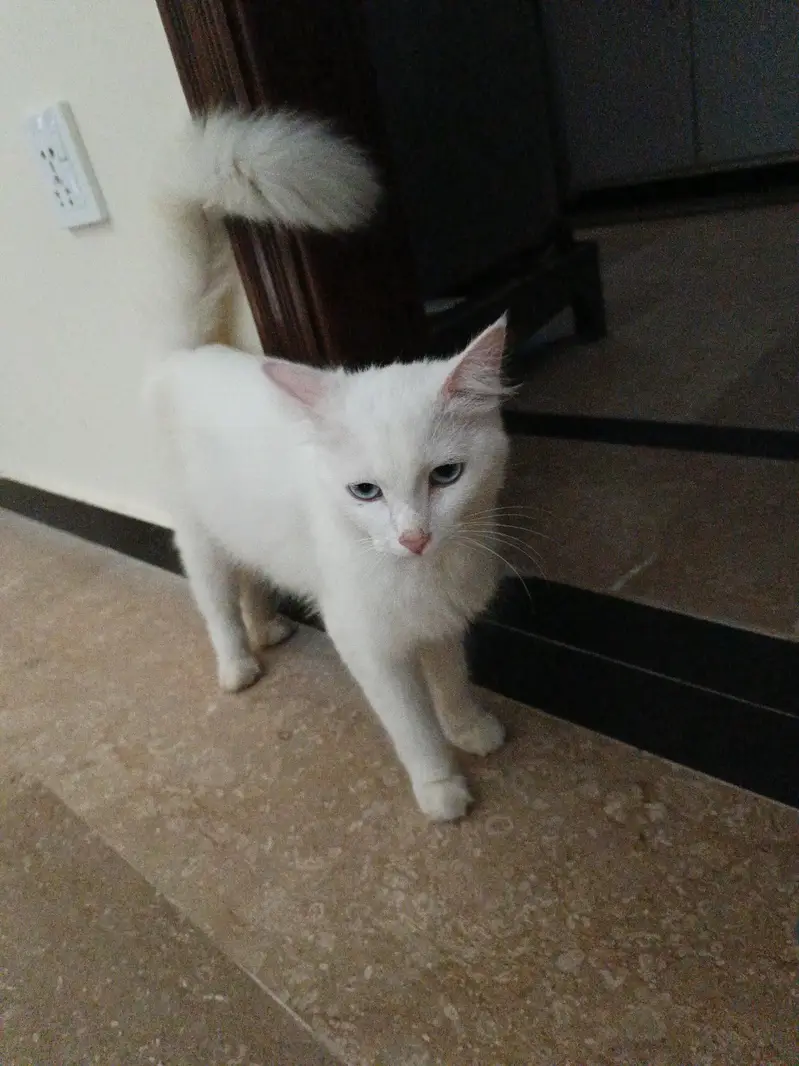 white female persian cat — photo 4