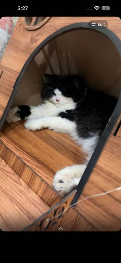 Persian cat for sale-Healthy and playful