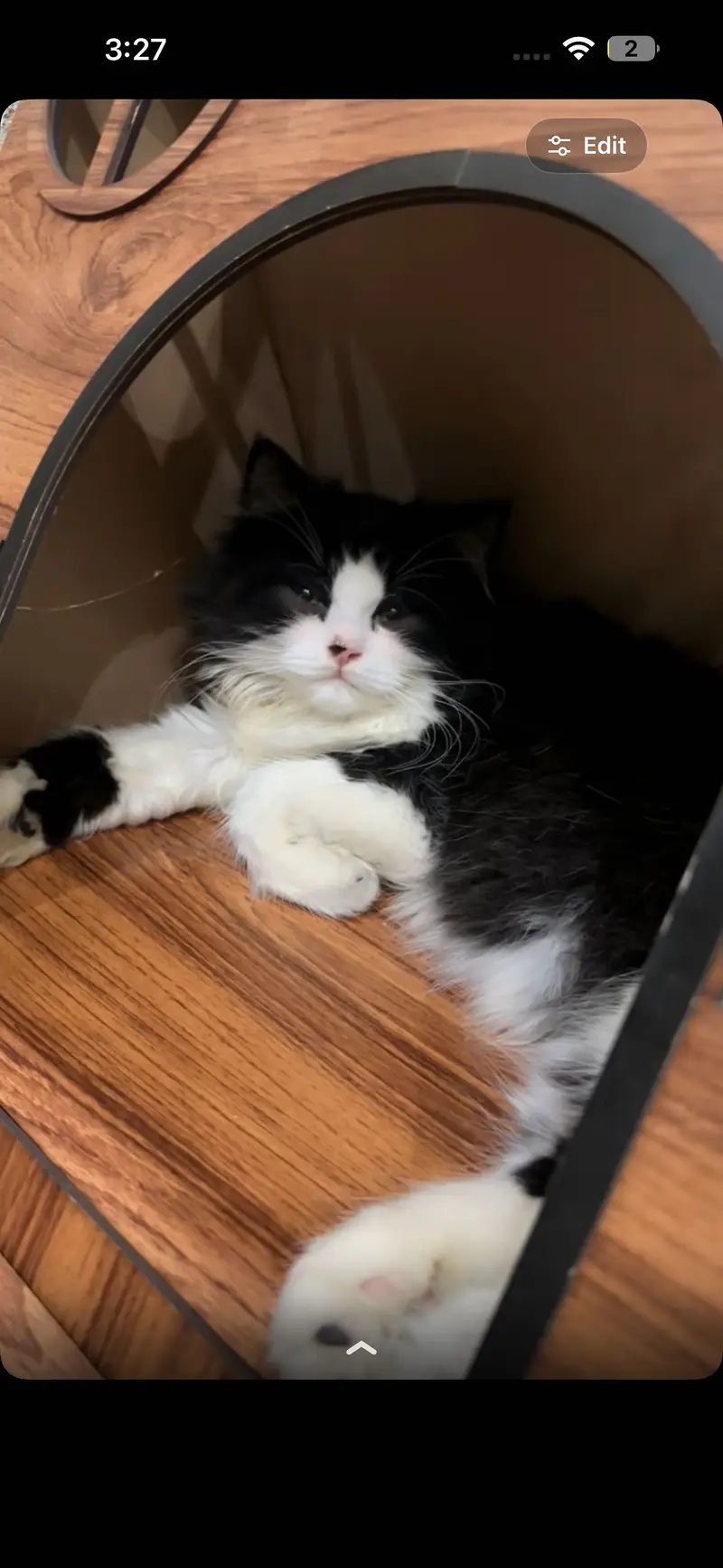 Persian cat for sale-Healthy and playful — photo 2