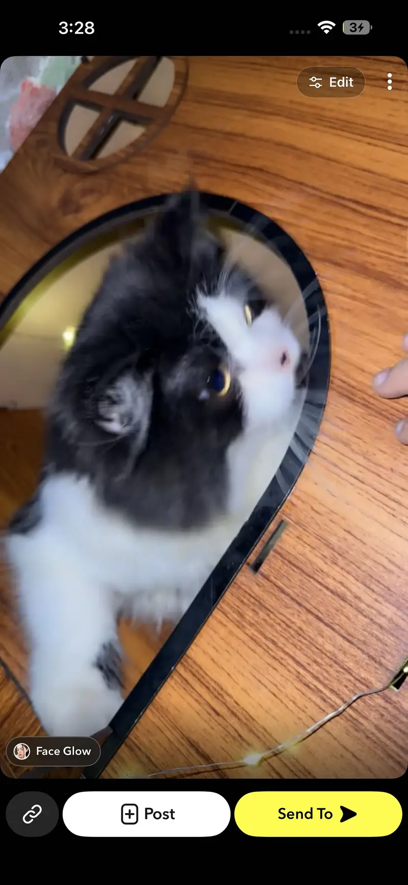 Persian cat for sale-Healthy and playful — photo 3