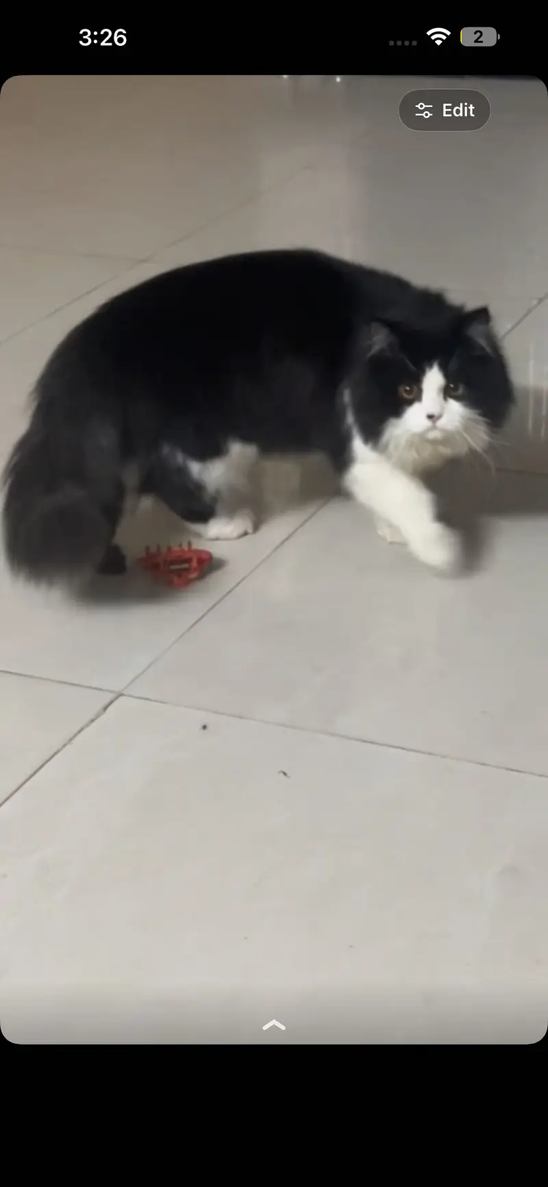 Persian cat for sale-Healthy and playful — photo 4