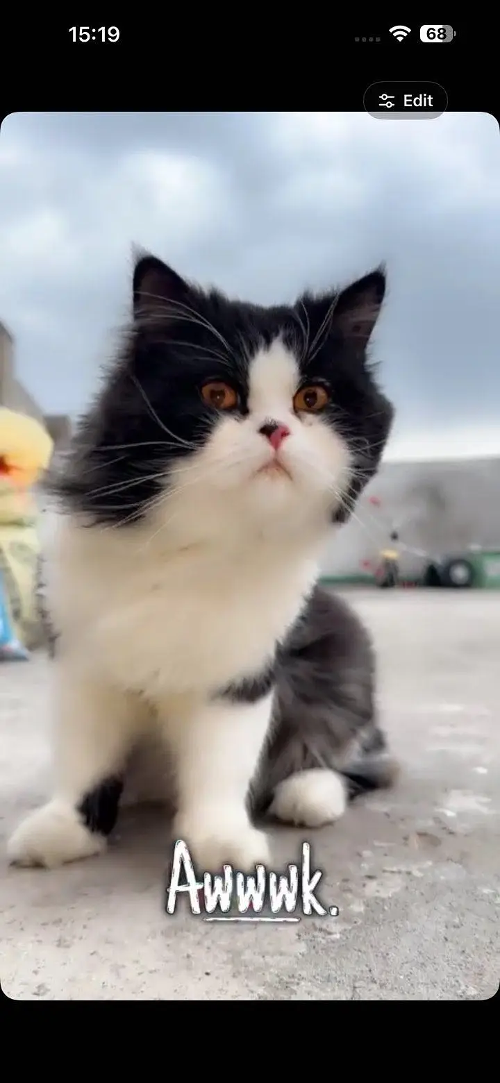 Persian cat for sale-Healthy and playful — photo 5