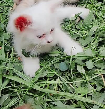 Cute 2-Month-Old Male Kitten for Sale