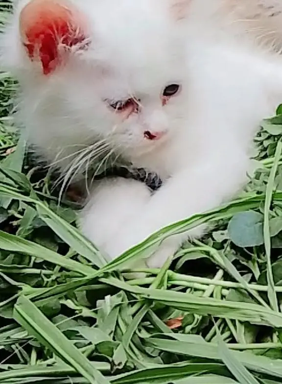 Cute 2-Month-Old Male Kitten for Sale — photo 2
