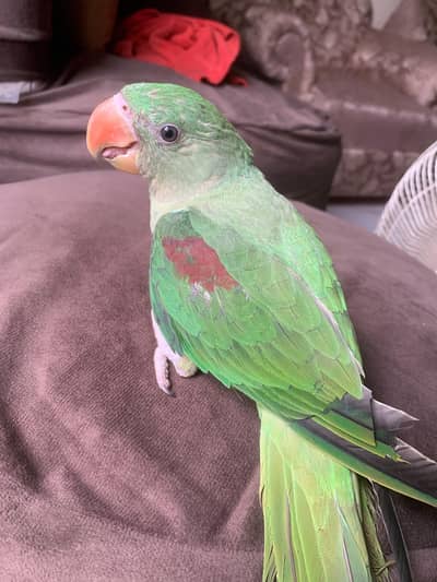 Alexandrine Raw Chick tamed