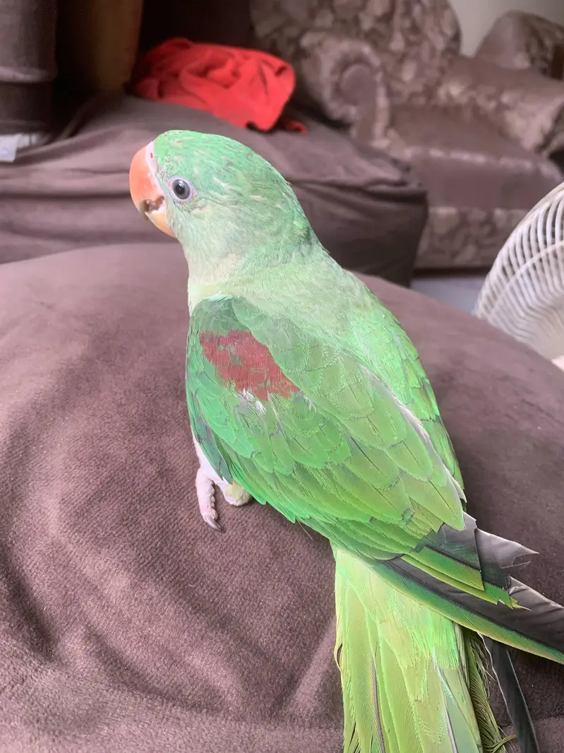 Alexandrine Raw Chick tamed — photo 2