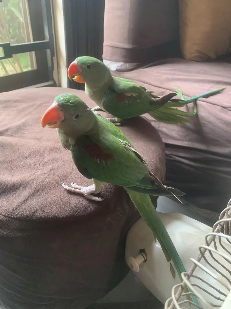 Alexandrine Raw Chick tamed — photo 3