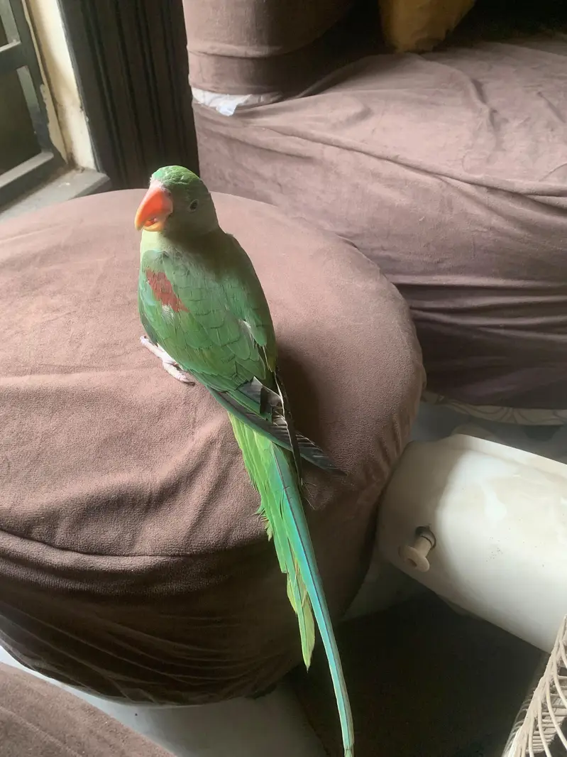 Alexandrine Raw Chick tamed — photo 7