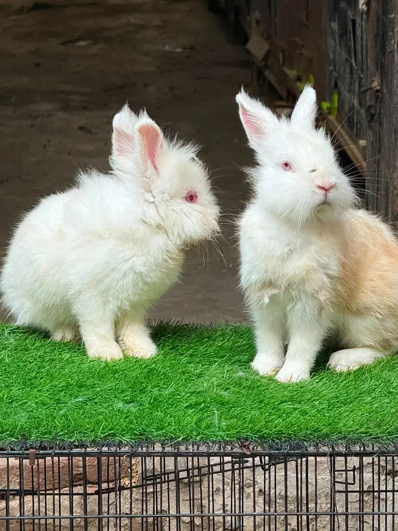 Fancy Rabbit /loops /Hotot /Teddy Holand ,Newzeland_American | Bunnies