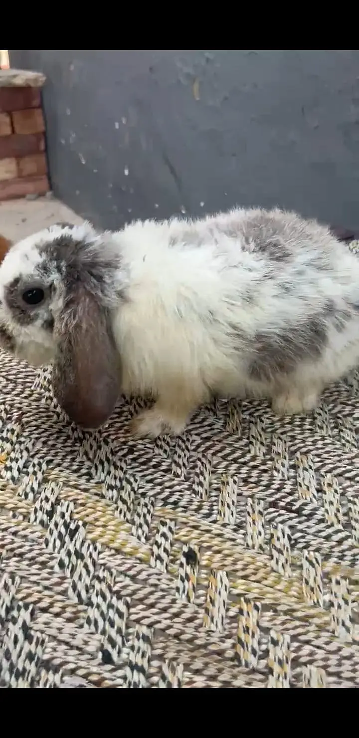 Fancy Rabbit /loops /Hotot /Teddy Holand ,Newzeland_American | Bunnies — photo 2