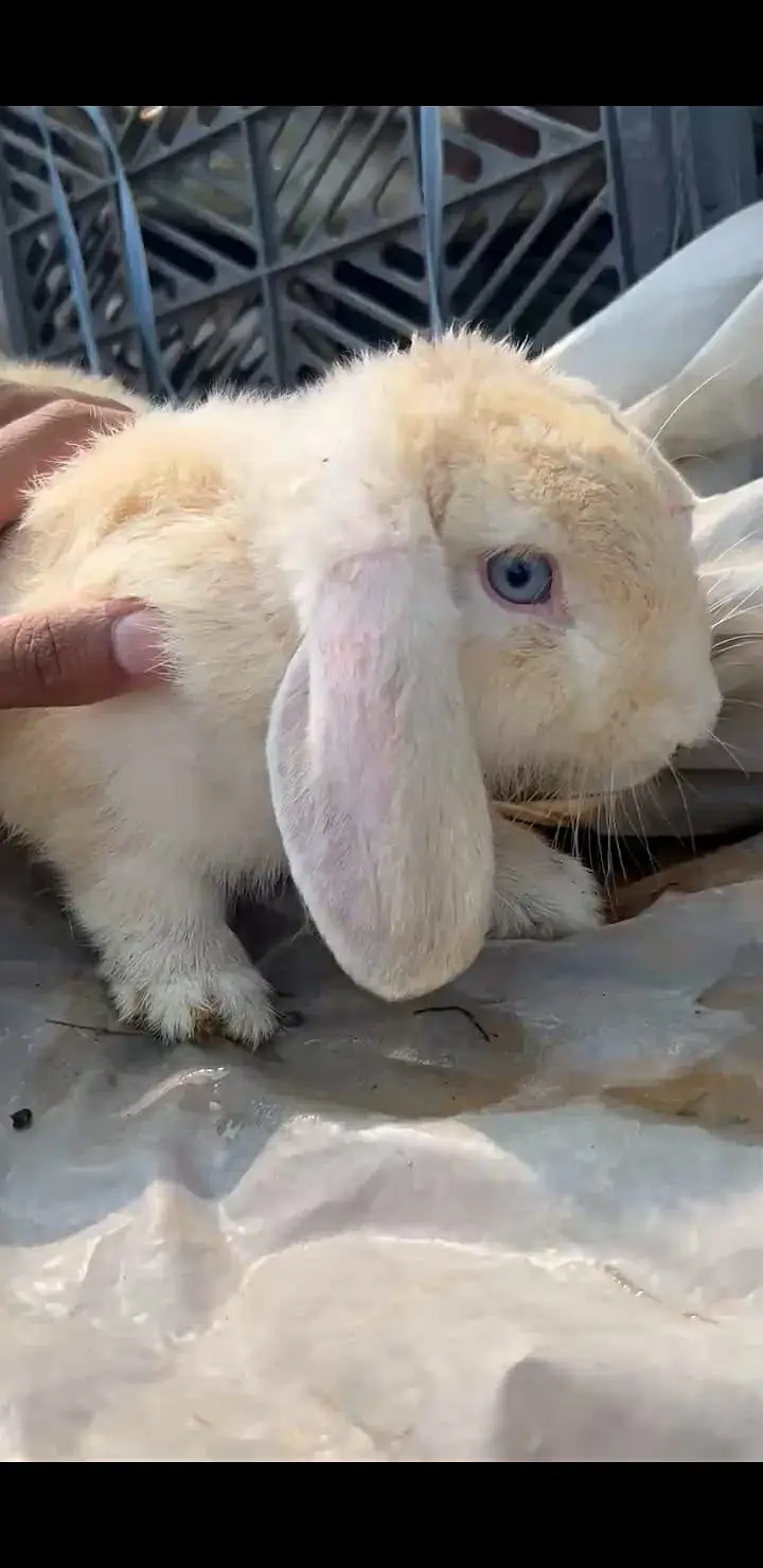 Fancy Rabbit /loops /Hotot /Teddy Holand ,Newzeland_American | Bunnies — photo 3