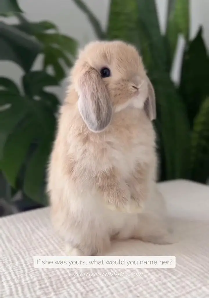 Fancy Rabbit /loops /Hotot /Teddy Holand ,Newzeland_American | Bunnies — photo 4
