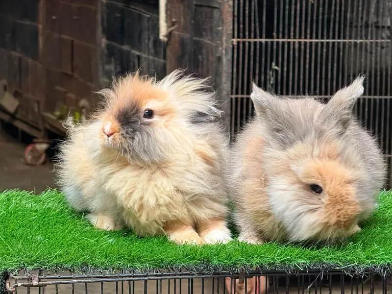 Fancy Rabbit /loops /Hotot /Teddy Holand ,Newzeland_American | Bunnies — photo 6