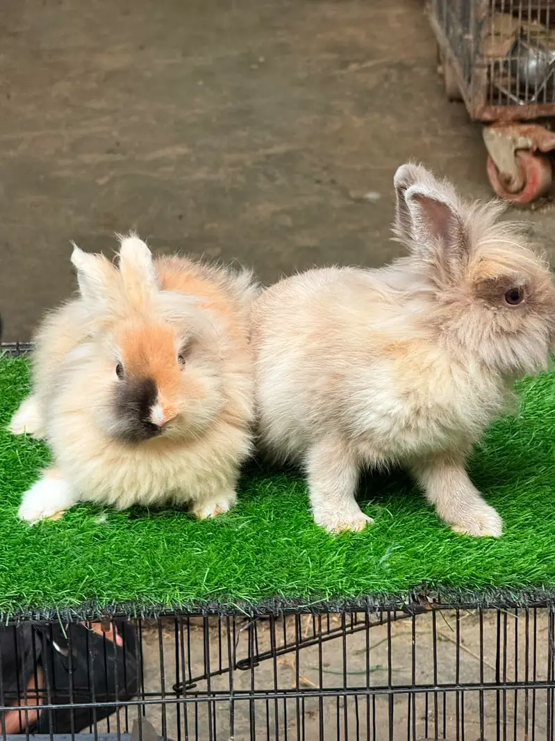 Fancy Rabbit /loops /Hotot /Teddy Holand ,Newzeland_American | Bunnies — photo 7