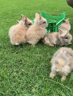 Fancy Rabbit /loops /Hotot /Teddy Holand ,Newzeland_American | Bunnies — photo 8