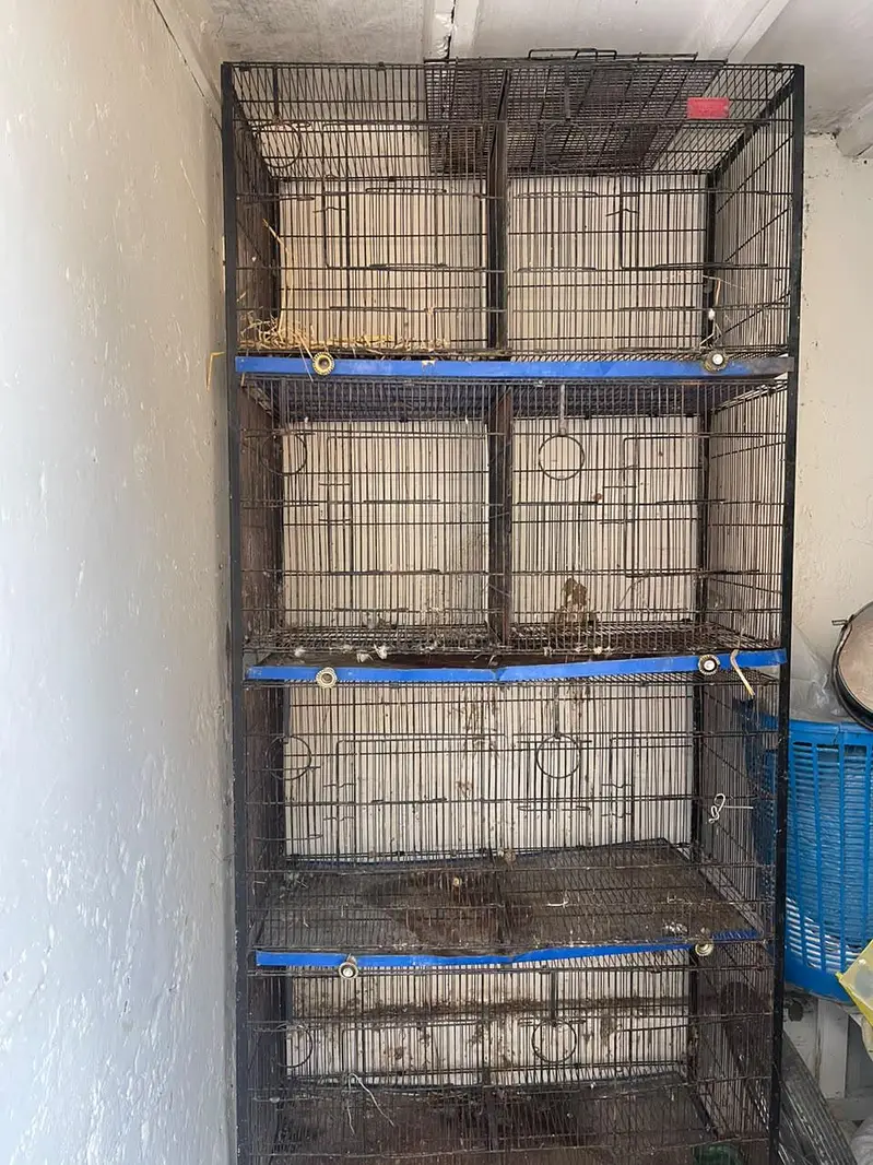 Bird,s Cage — photo 2