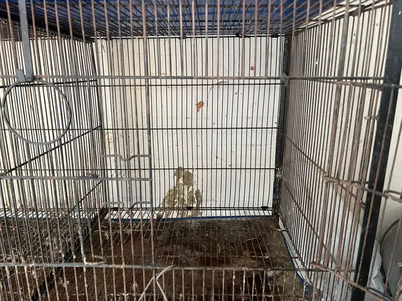 Bird,s Cage — photo 3