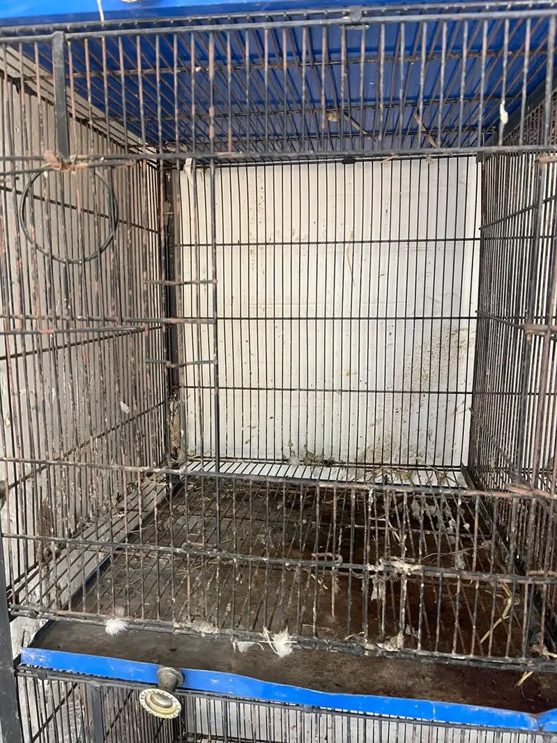 Bird,s Cage — photo 4