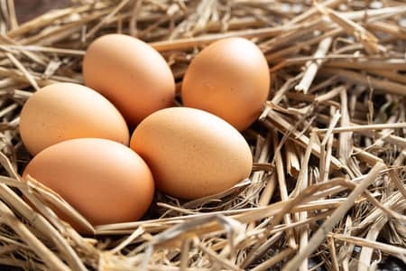 desi fertile eggs