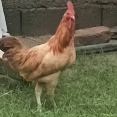 Desi murga