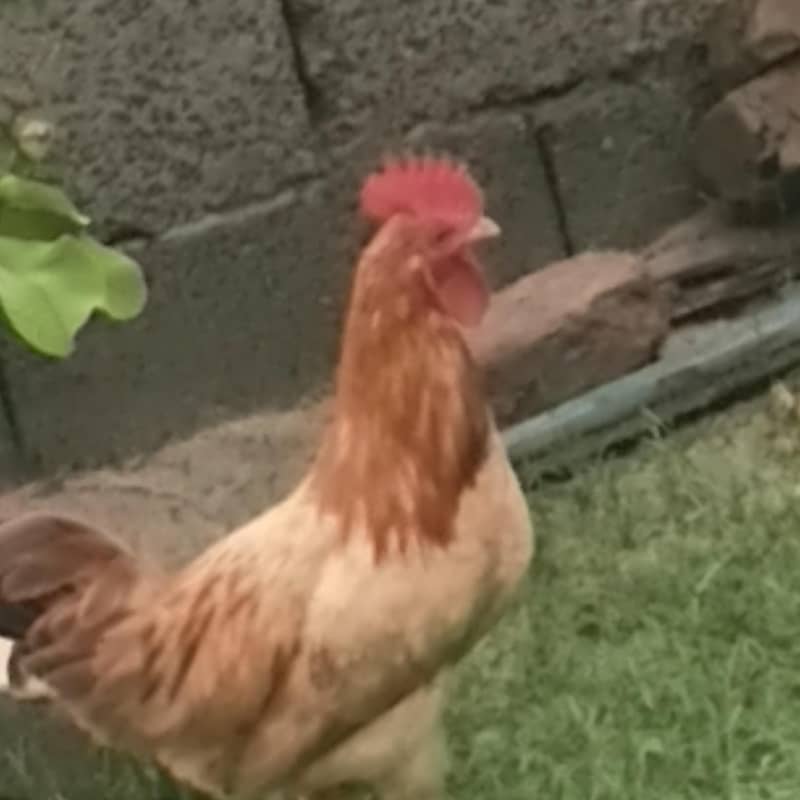 Desi murga 2