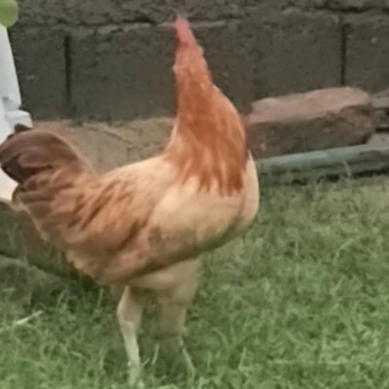 Desi murga 3
