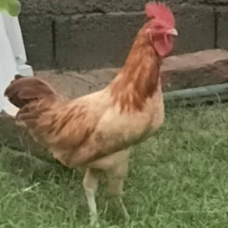 Desi murga 5
