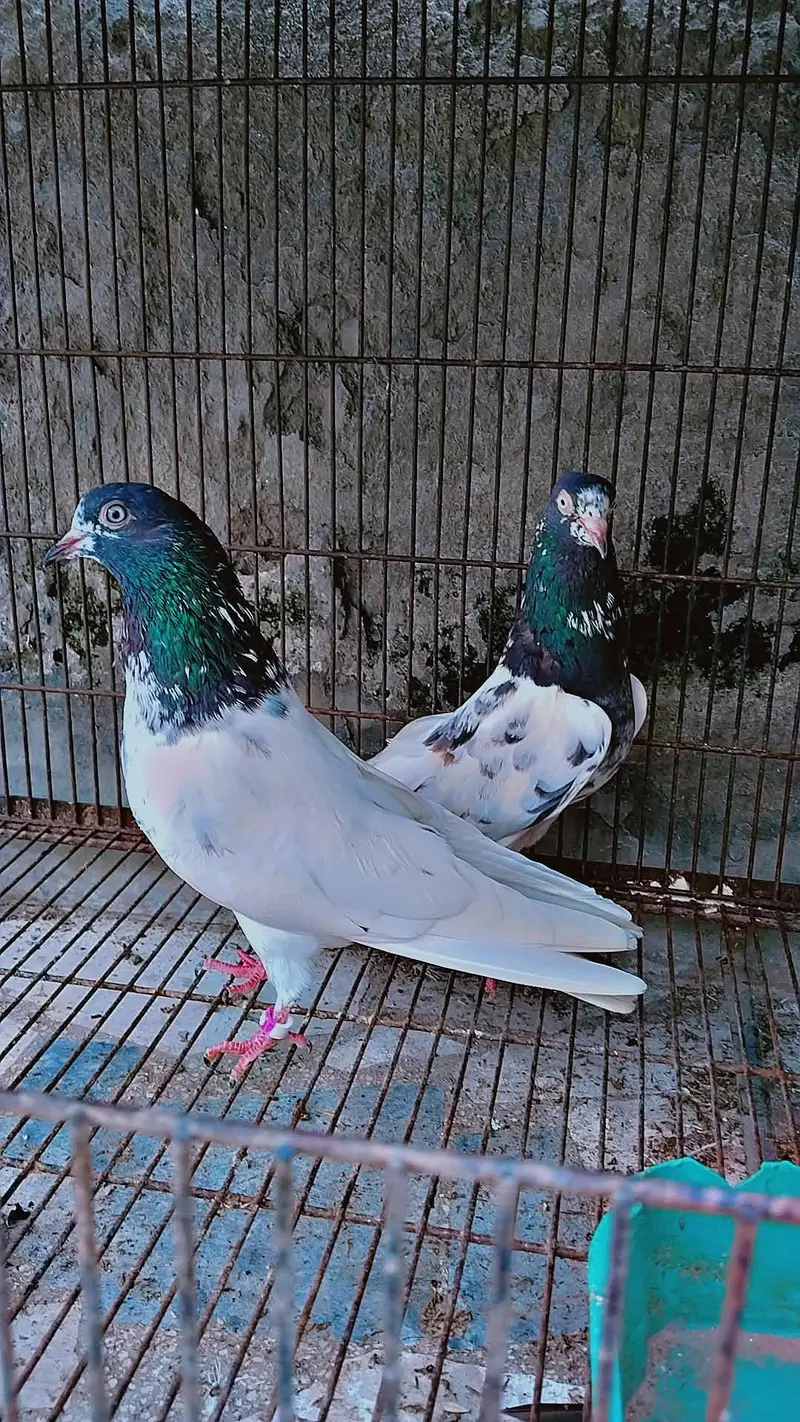 teddy pair both achaa original — photo 2