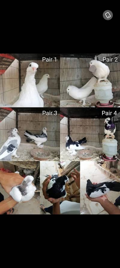 beautiful laka pigeons english fantail pamosh available in karachi