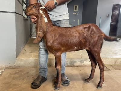 Beetal Goats