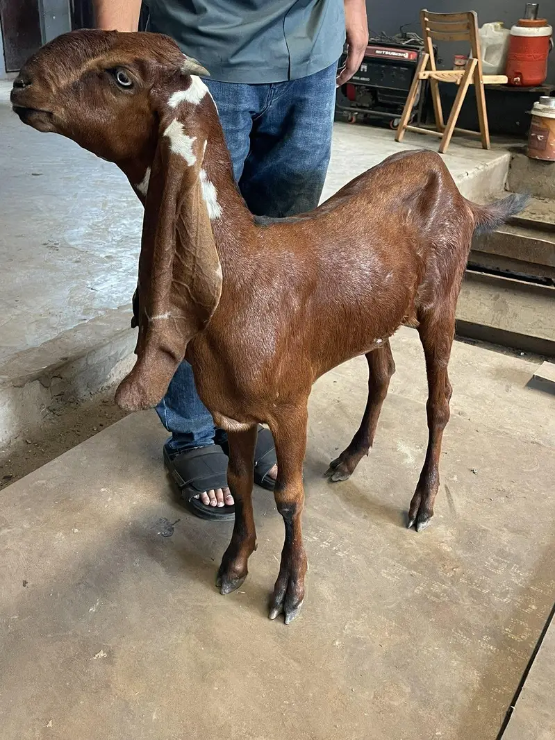 Beetal Goats — photo 2