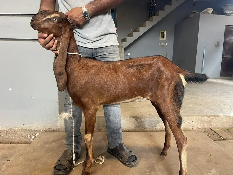 Beetal Goats — photo 3