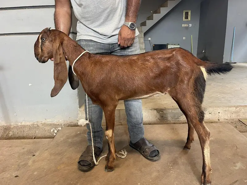 Beetal Goats — photo 4