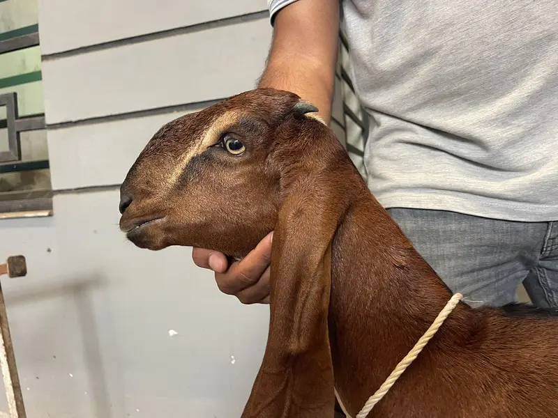 Beetal Goats — photo 5