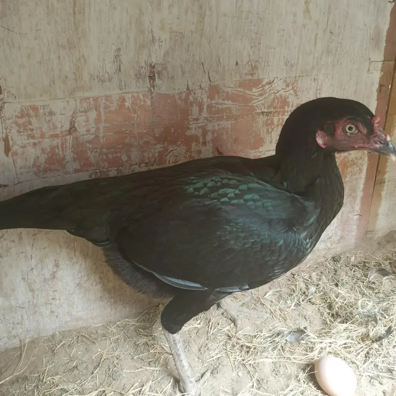 jawa aur mushka pair — photo 3