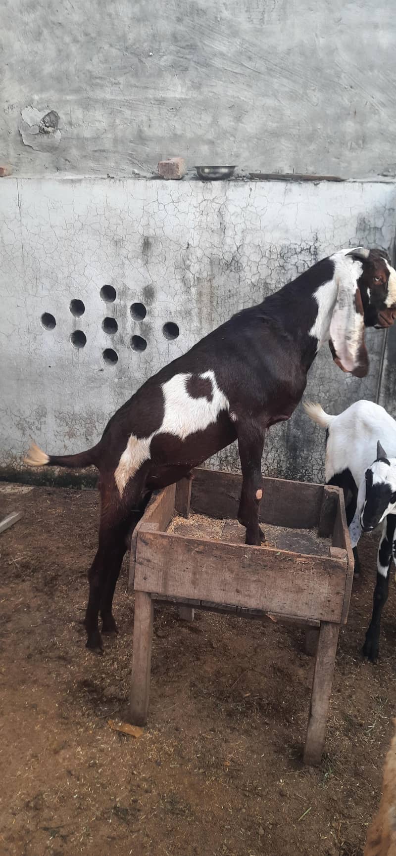 desi beetal bakra 0