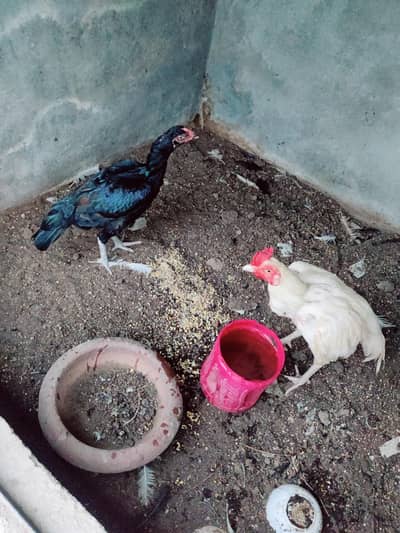 Healthy and active Heera male and thai female for Sale
