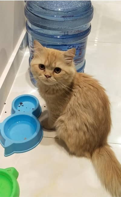 Persion cat Double coated Brown Color