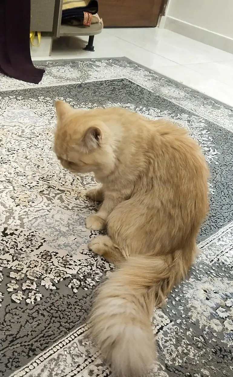 Persion cat Double coated Brown Color — photo 2