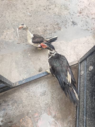 Muscovy Breeder Pair Laying Eggs