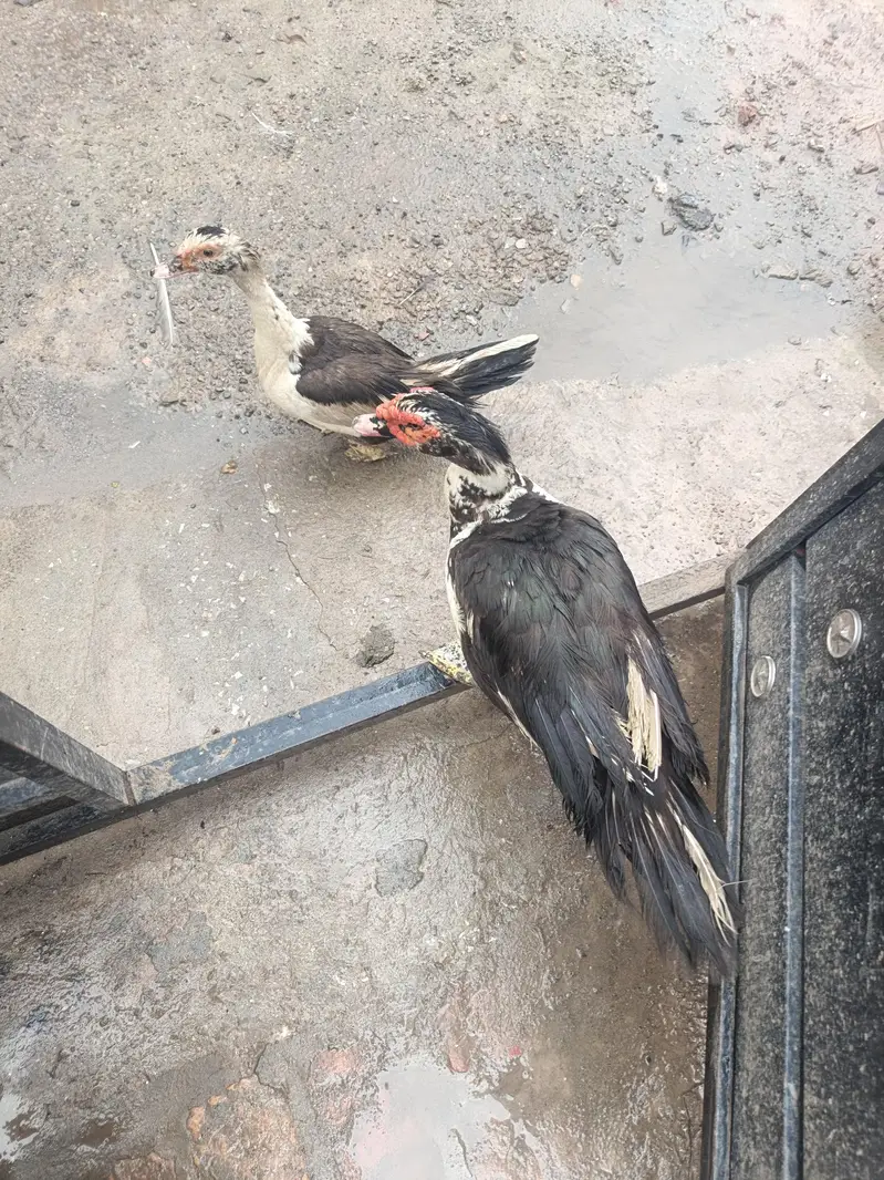 Muscovy Breeder Pair Laying Eggs