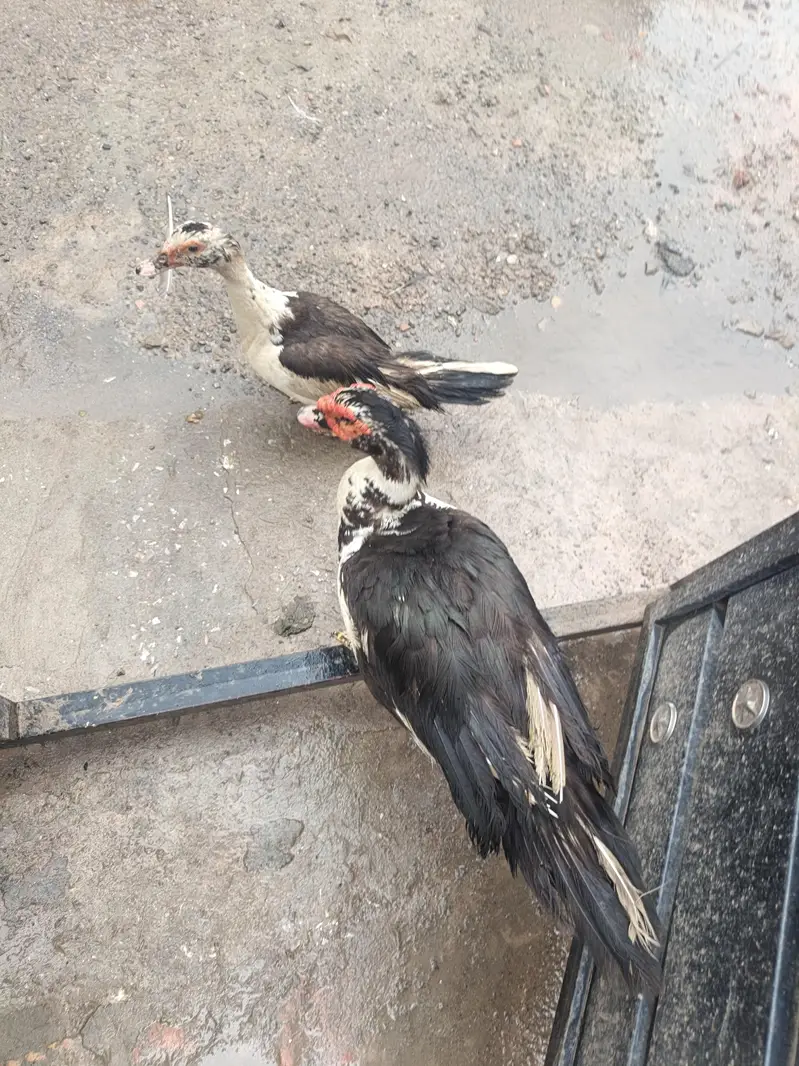 Muscovy Breeder Pair Laying Eggs — photo 2