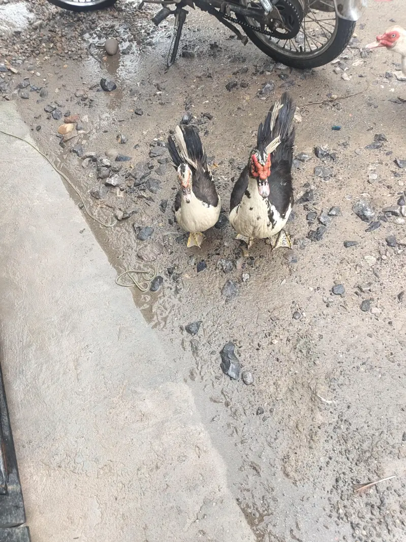 Muscovy Breeder Pair Laying Eggs — photo 3