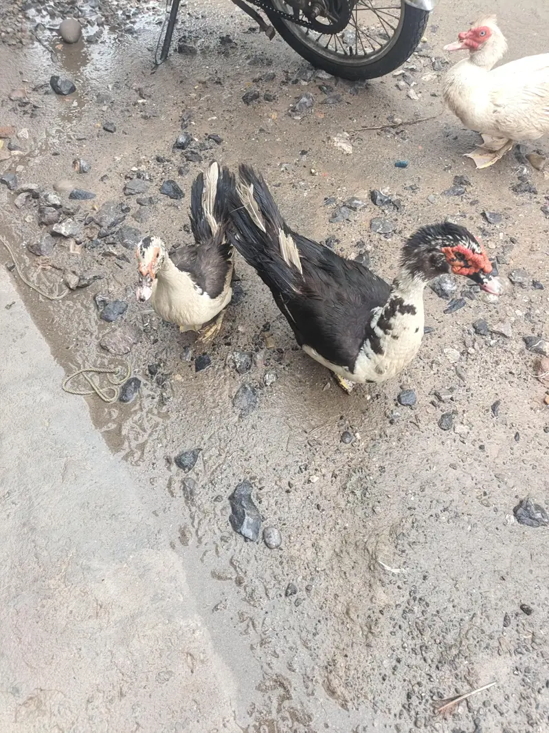 Muscovy Breeder Pair Laying Eggs — photo 4