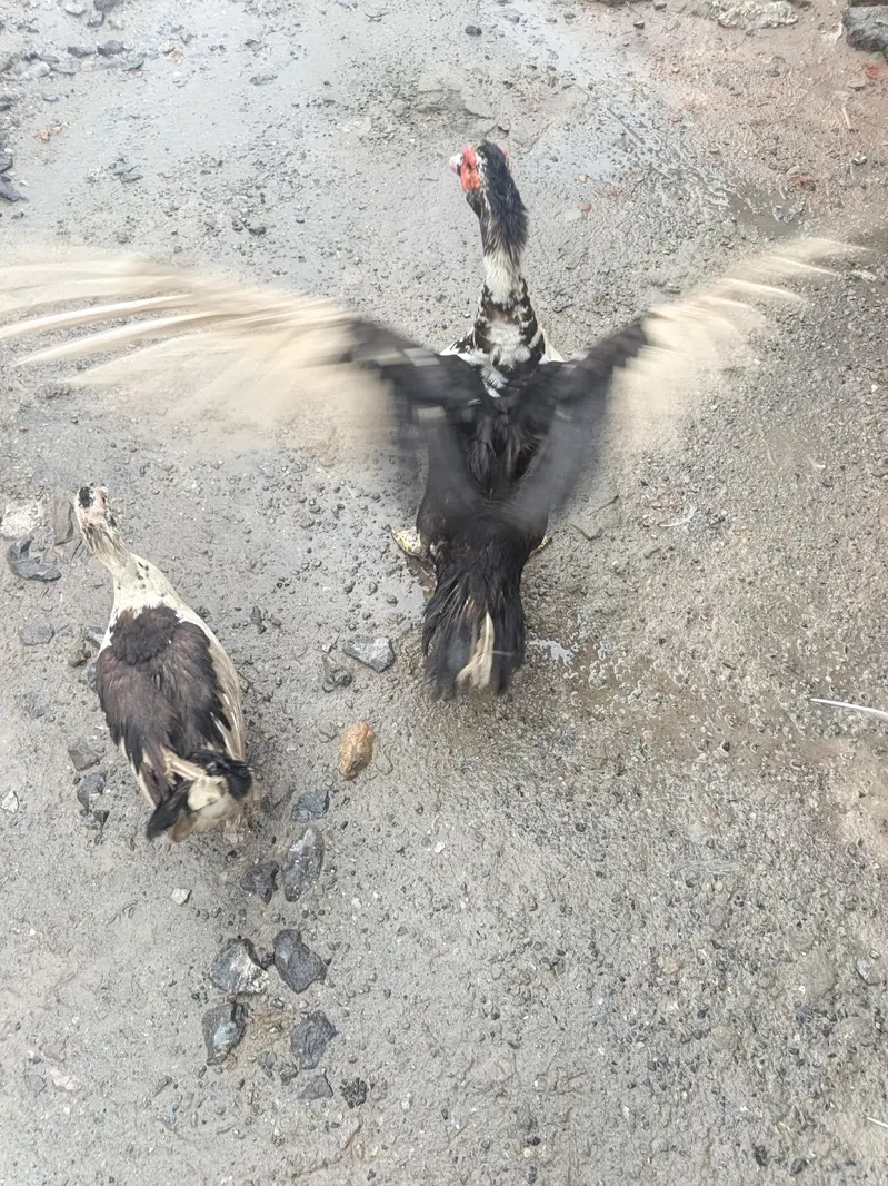Muscovy Breeder Pair Laying Eggs — photo 5
