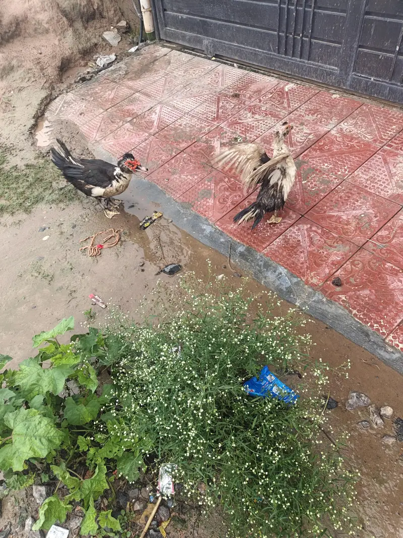 Muscovy Breeder Pair Laying Eggs — photo 7