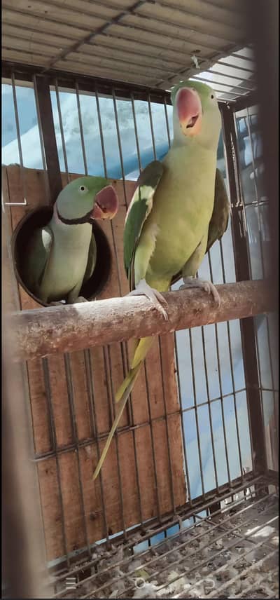 Raw Adult pair