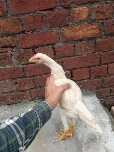aseel shamo chicks Whatsapp number 03234852217