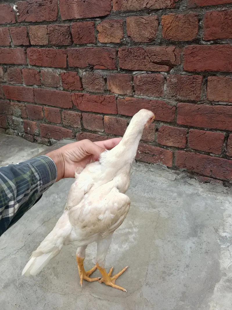 aseel shamo chicks Whatsapp number 03234852217 — photo 2
